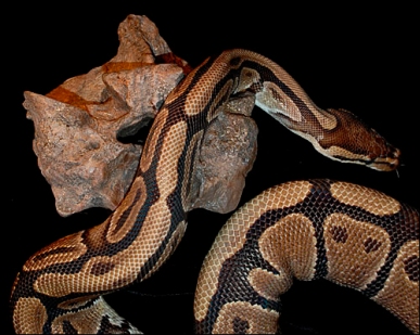 python-titanoboa-vertebra